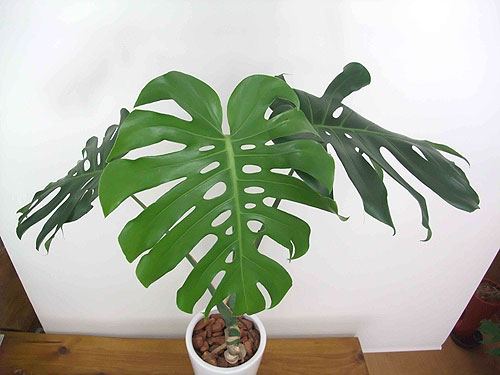 吸甲醛净化空气植物排名,吸甲醛的绿植排名喜阴植物