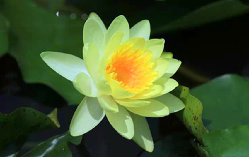 荷花和睡莲的区别在哪里,睡莲与荷花区别在什么地方