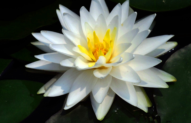 荷花和睡莲的区别在哪里,睡莲与荷花区别在什么地方