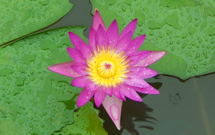 荷花和睡莲的区别在哪里,睡莲与荷花区别在什么地方