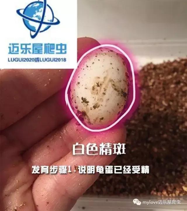 赫曼怎么繁殖,赫曼什么时候繁殖