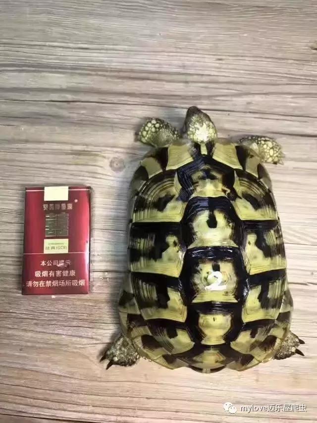 赫曼怎么繁殖,赫曼什么时候繁殖