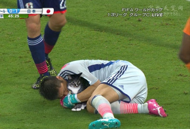 当把赛场上的足球PS成猫咪后，是不是有些搞笑？（12张）