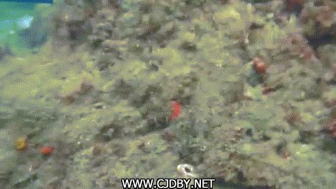 “有头脑”的物种引起科学家的不安，夏季海边度假请小心这种生物！