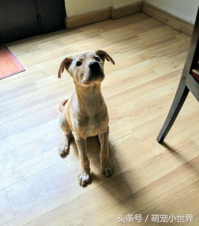 可怜两个月小流浪狗遭人虐待，尽管浑身伤口却不愿放弃生存的希望