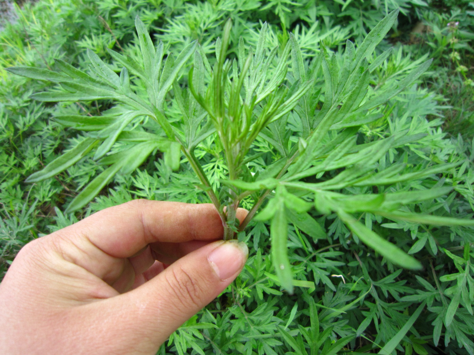 “家有三年艾，郎中不用来”，原来艾叶这么牛！