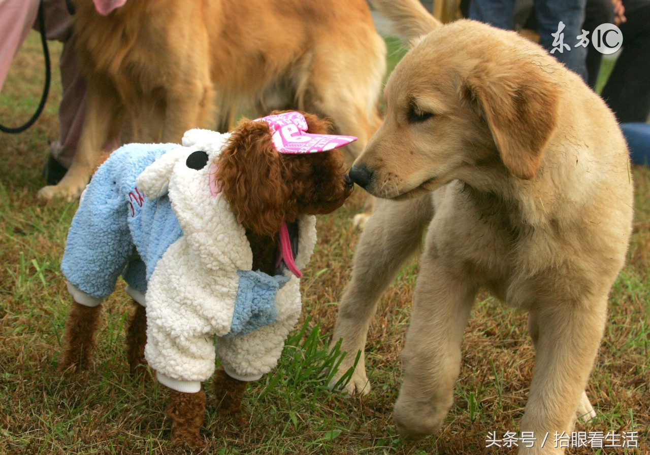 狗狗怀孕期间狗主人们要注意些什么？请爱护这位“准妈妈”