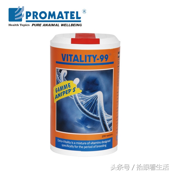 狗狗怀孕期间狗主人们要注意些什么？请爱护这位“准妈妈”