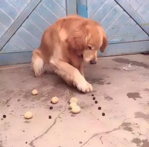 金毛犬的智商有多高,金毛犬智商有多高