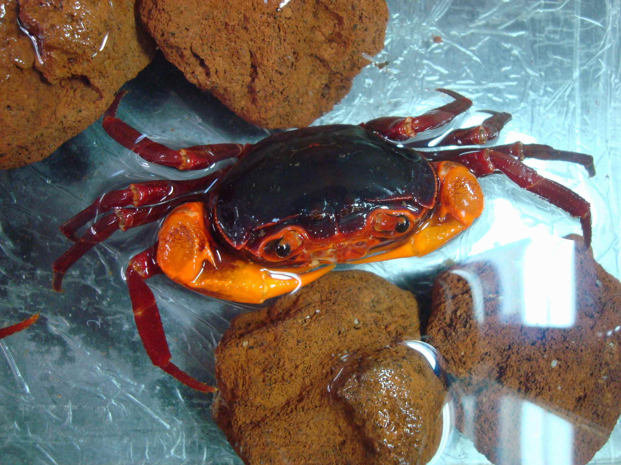 水生生物有哪些简单常见,水生常见生物