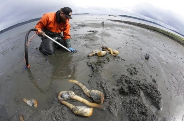 相亲高瘦女太狠了！海归男不跑才怪，居然点了10只这种虾刺身！你知道是什么虾吗？