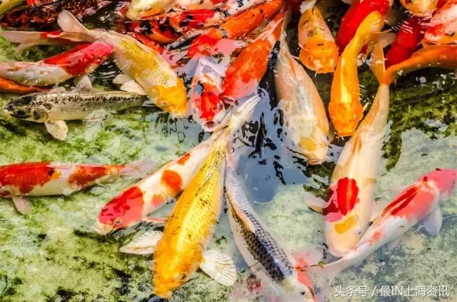 上海话念不了诗,上海话念古诗词