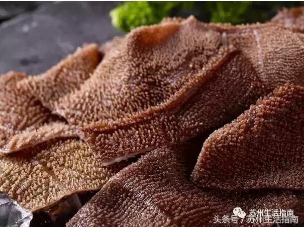 撸猫撸狗好去处苏州,苏州可以撸猫的园