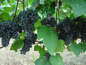 揭秘《魅力中国城》之“十堰”那些地道的美食五——郧西！秦之咽喉，楚之门户！献上四道小吃！