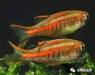 草缸最合适的灯科鱼,观赏草缸小鱼品种介绍