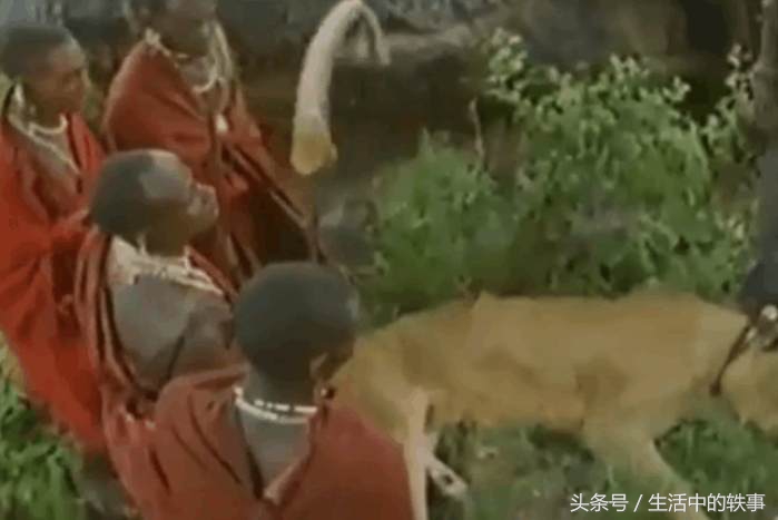 非洲大草原真正的霸主，连狮子见了都要绕道