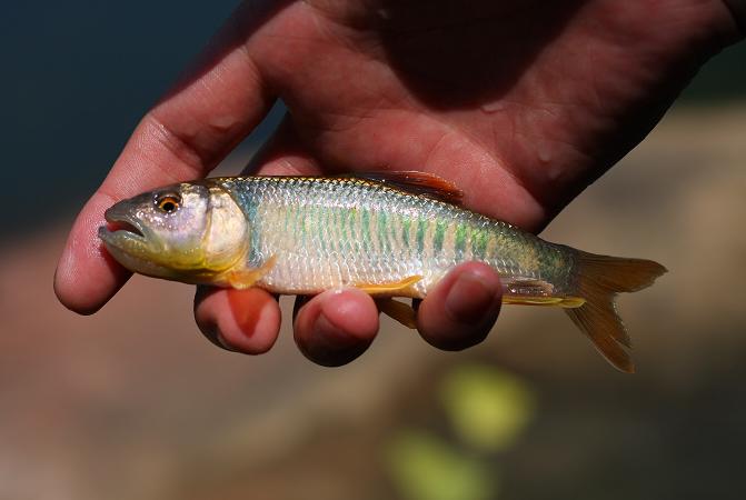 中国人工养殖的鱼都有什么,中国适合养殖的原生鱼