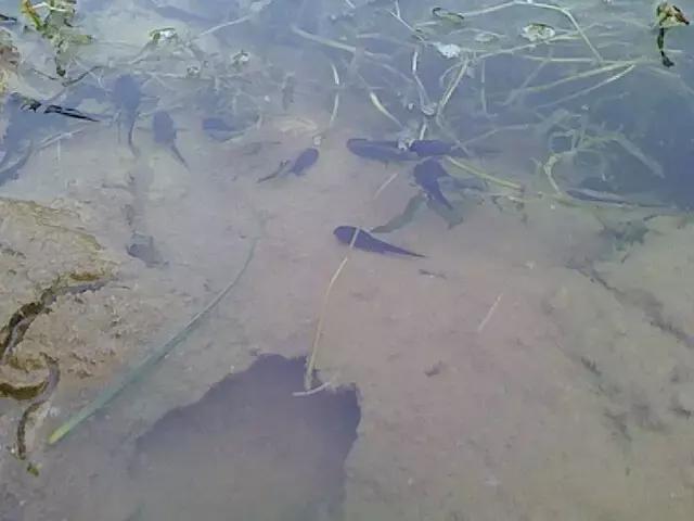 姝︽眽浜虹殑澶忓ぉ鎰熷彈,姝︽眽浜虹殑澶忓ぉ鏄粈涔堟牱瀛愮殑