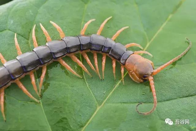 农村养殖哪些动物又好养又赚钱呢,特种养殖十六种动物有哪些品种