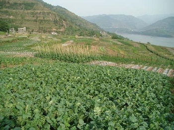 重庆的各乡镇名称,重庆市的1县9镇4乡