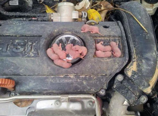 九只老鼠在车内筑窝，还藏了一堆的粮食，吓得车主连床单都用上了