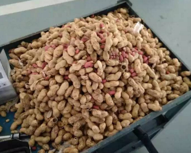 九只老鼠在车内筑窝，还藏了一堆的粮食，吓得车主连床单都用上了