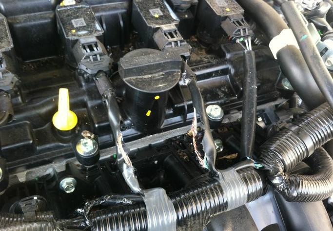 九只老鼠在车内筑窝，还藏了一堆的粮食，吓得车主连床单都用上了