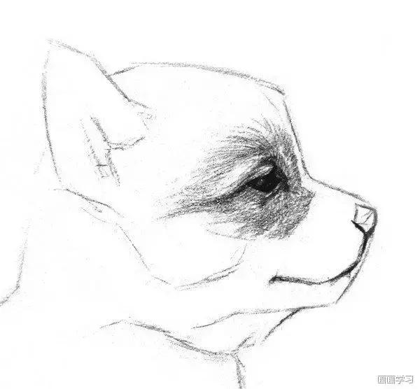 素描大熊猫,零基础怎么画出可爱猫咪素描教程