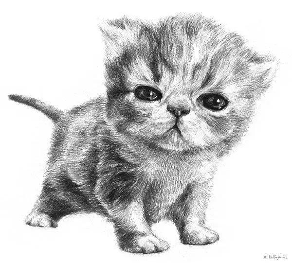 素描大熊猫,零基础怎么画出可爱猫咪素描教程