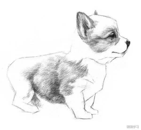 素描大熊猫,零基础怎么画出可爱猫咪素描教程