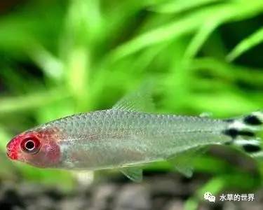 草缸最合适的灯科鱼,观赏草缸小鱼品种介绍