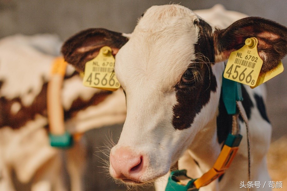 各国争抢全球黄金奶源带，网友评论：别争了，都在天猫国际呢！