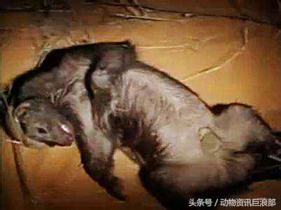 蜜獾厉害还是毒蛇厉害,蜜獾所有蛇都不怕吗