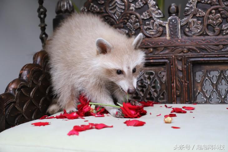 佳能6dmarkii使用详解,入门级全画幅佳能相机型号