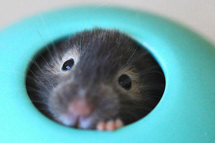 仓鼠萌萌住大别墅,萌萌的仓鼠视频