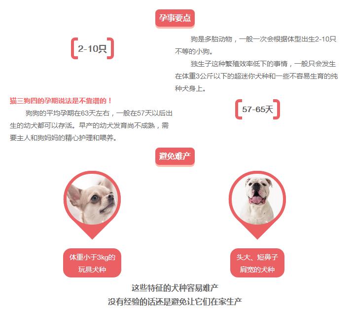 狗狗假孕和真孕的辨别,狗狗怀孕有白带正常吗