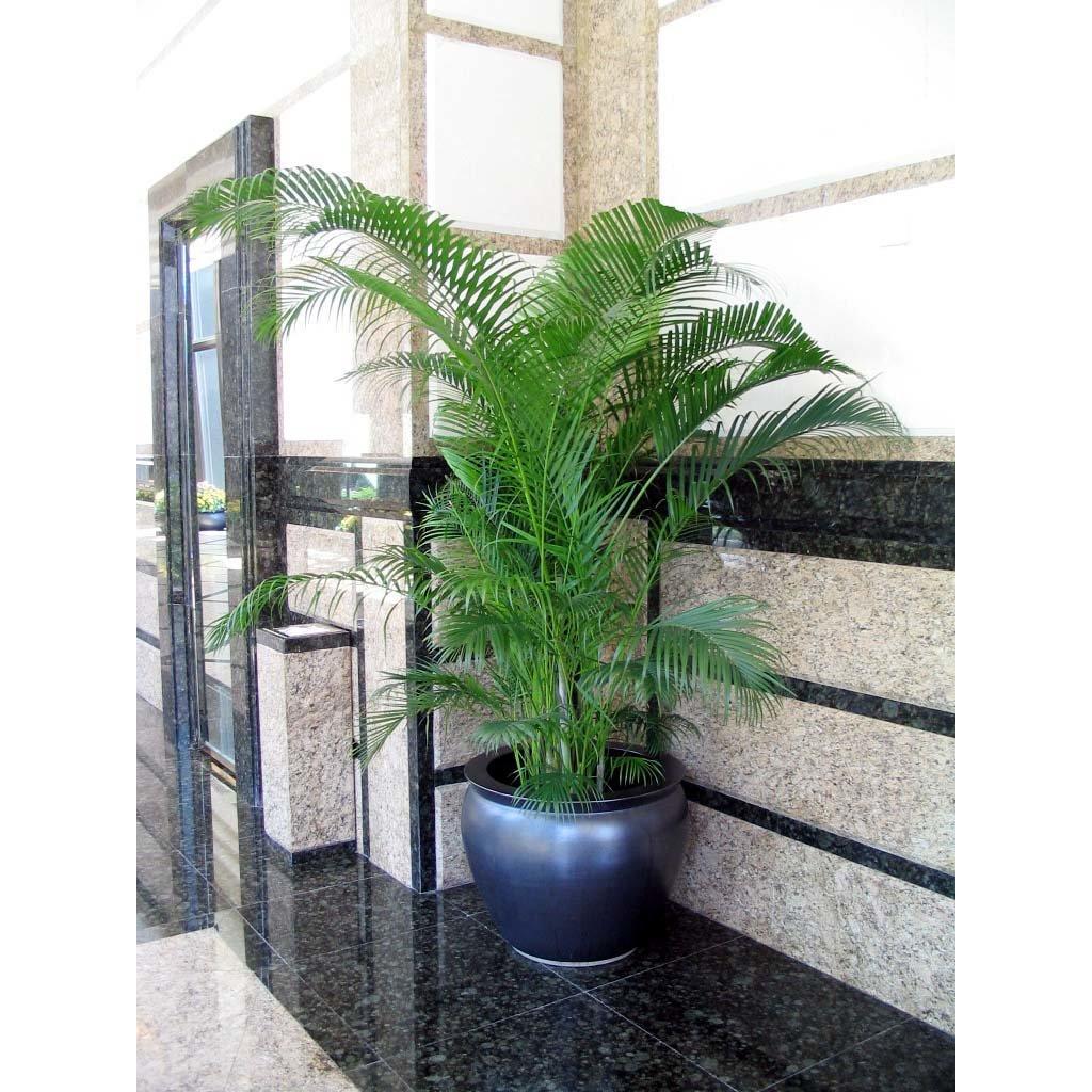 散尾葵怎么养才能长得茂盛呢,散尾葵怎么养才能长得高