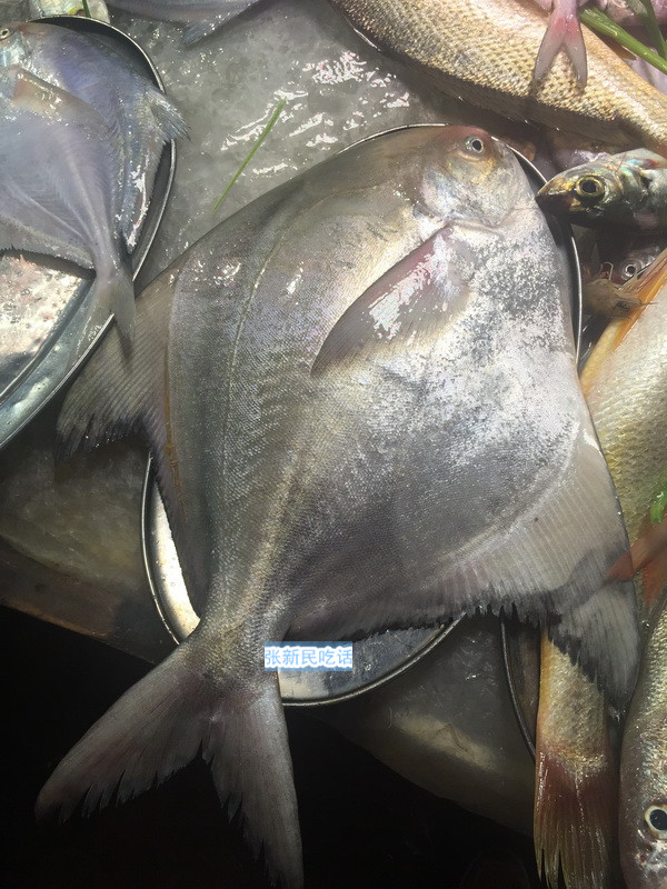 唐朝人为什么要将鲳鱼称为“狗瞌睡鱼”？六种鲳鱼你认识几种？