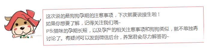 狗狗假孕和真孕的辨别,狗狗怀孕有白带正常吗