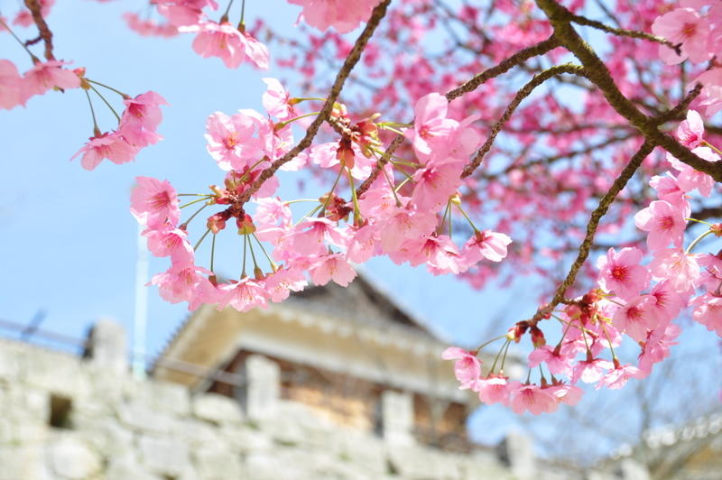 到底哪里才是12星座最不可辜负的樱花祭（上）