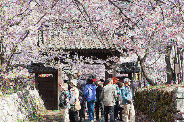 到底哪里才是12星座最不可辜负的樱花祭（上）