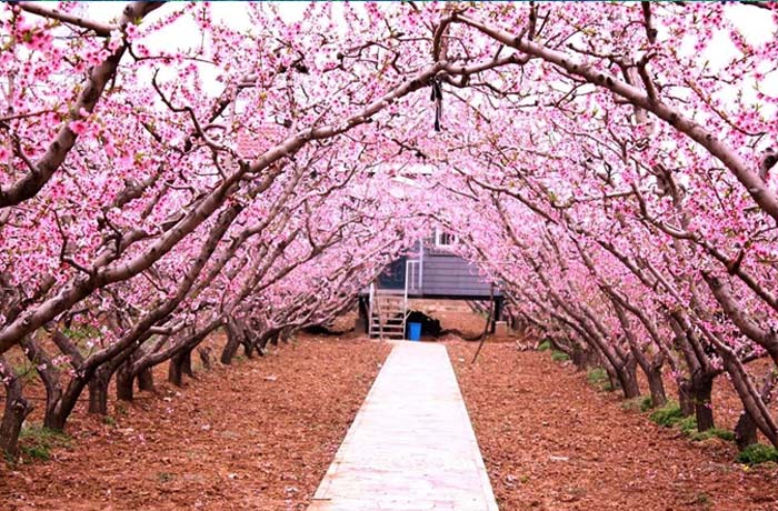 几月份出生的人烂桃花运最多,农历这几日出生有桃花劫