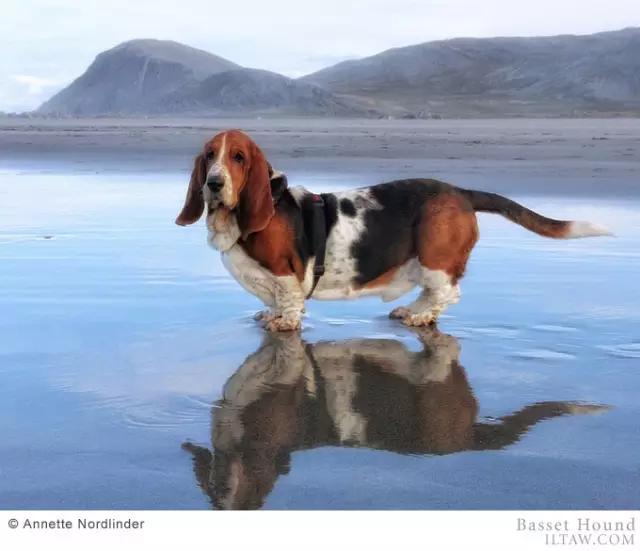 动物世界犬种-巴吉度猎犬