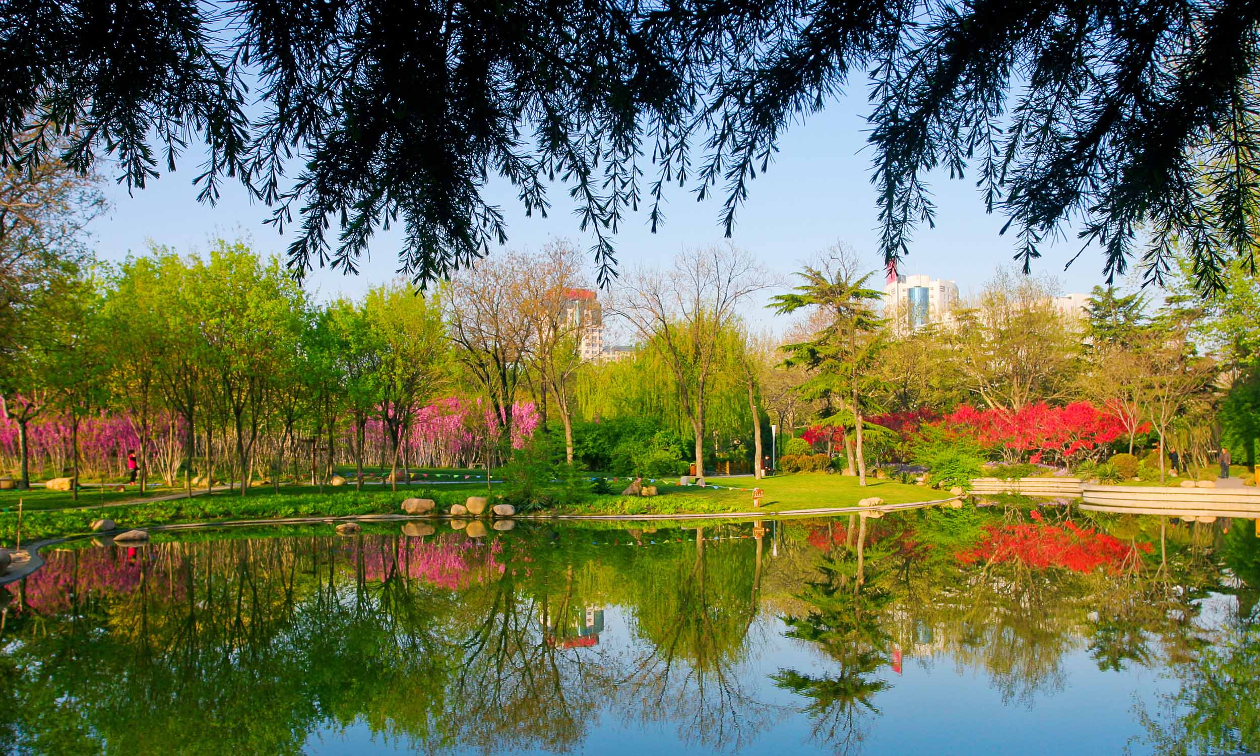 亲山近水享绿色福利，五彩鸢都创森林潍坊