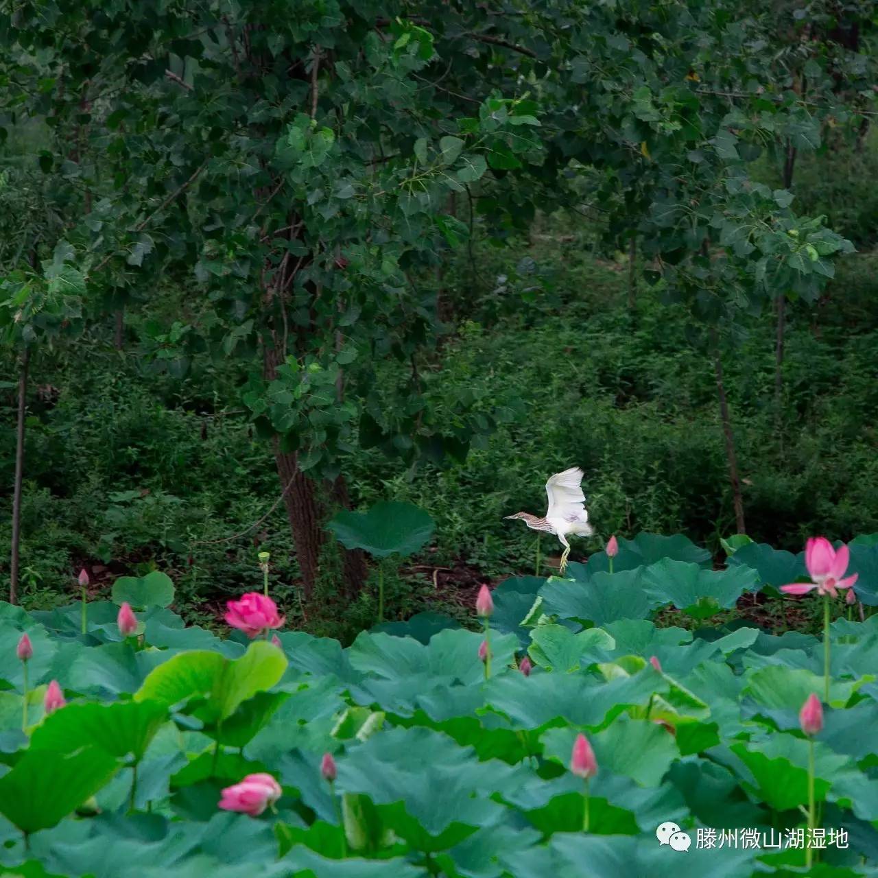 微山湖风景区万亩荷花旅游攻略,微山湖荷花美