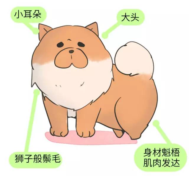 中华名犬唯一上榜的犬,中国顶级中华名犬猎犬