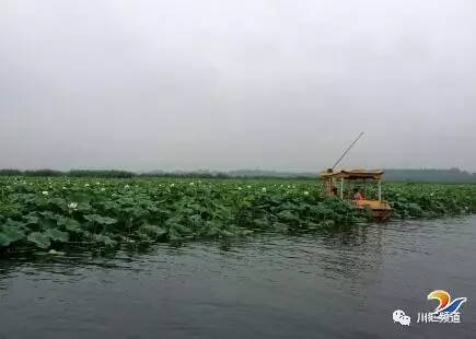 淮阳：荷叶荷花相间斗红娇绿嫩新妆就