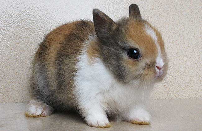 活的迷你兔最少多少钱,迷你兔几块钱