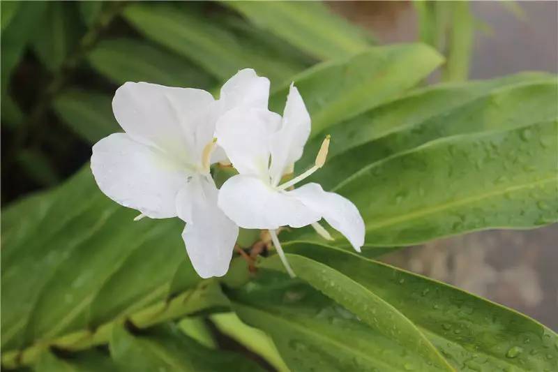 淇澳岛亲子游,一天时间玩转珠海淇澳岛