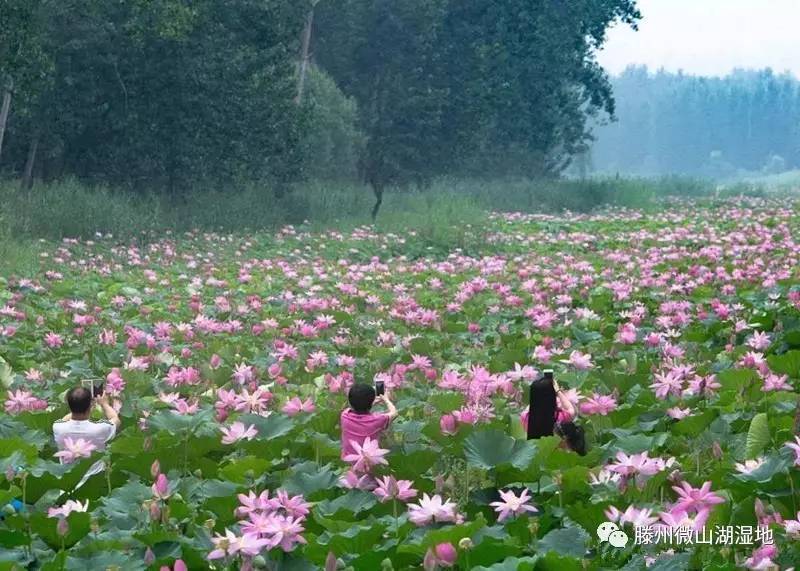 微山湖风景区万亩荷花旅游攻略,微山湖荷花美